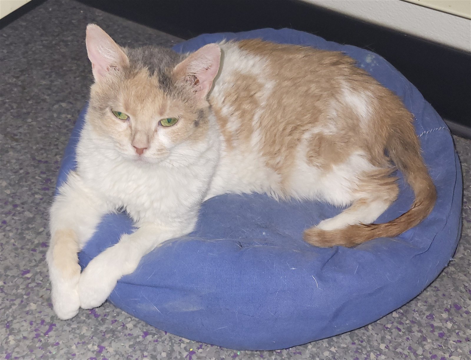 adoptable Cat in Watseka, IL named Liesl