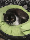 Peepers - Photo 2