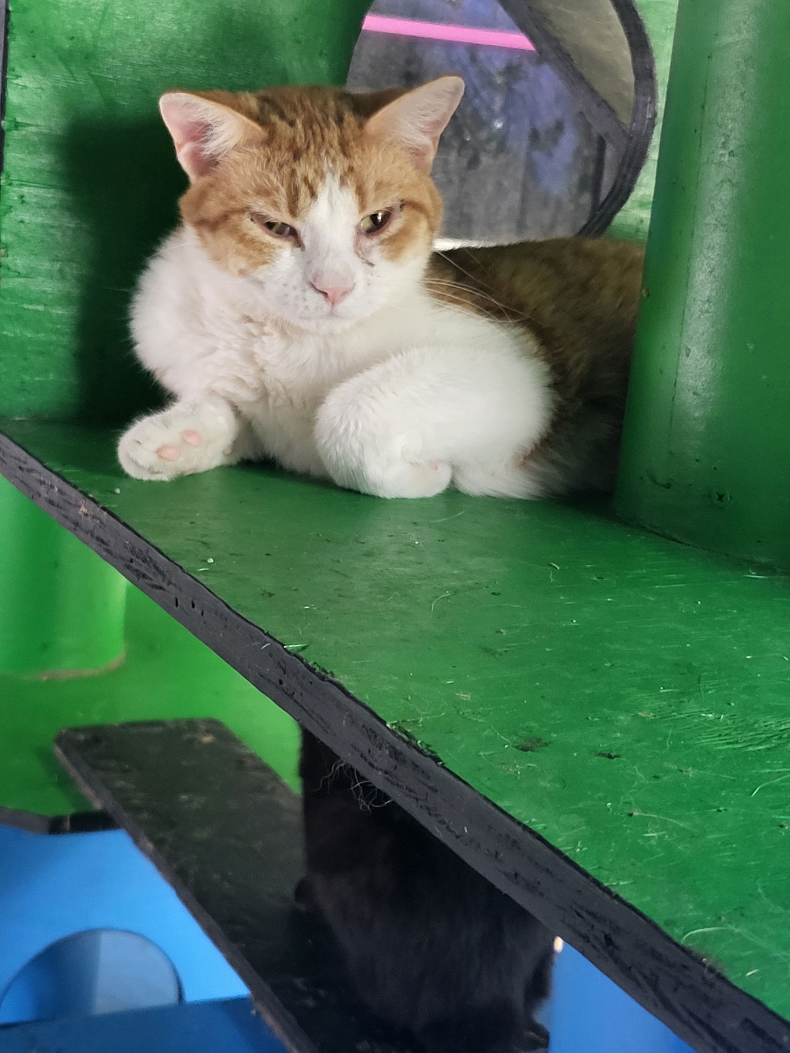 adoptable Cat in Watseka, IL named Parcel