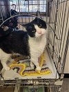 adoptable Cat in watseka, IL named Roadrunner