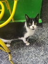 Smudgie - Photo 2