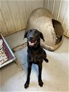 adoptable Dog in watseka, IL named Nitro