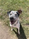 adoptable Dog in watseka, IL named Finn