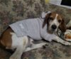 adoptable Dog in watseka, IL named Wayne