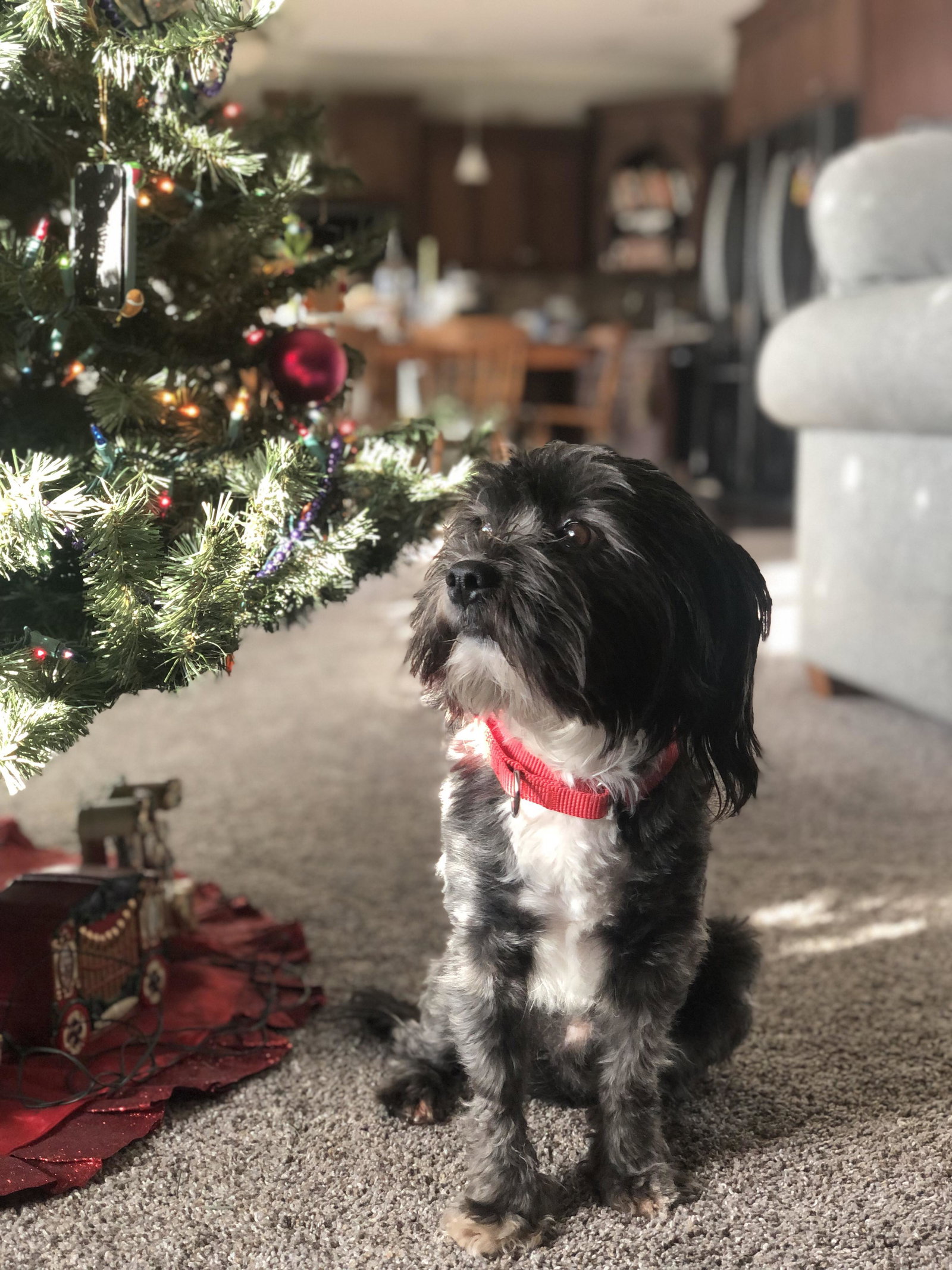 Dog for Adoption Banjo, a Shih Tzu in Benton County, IN Alpha Paw