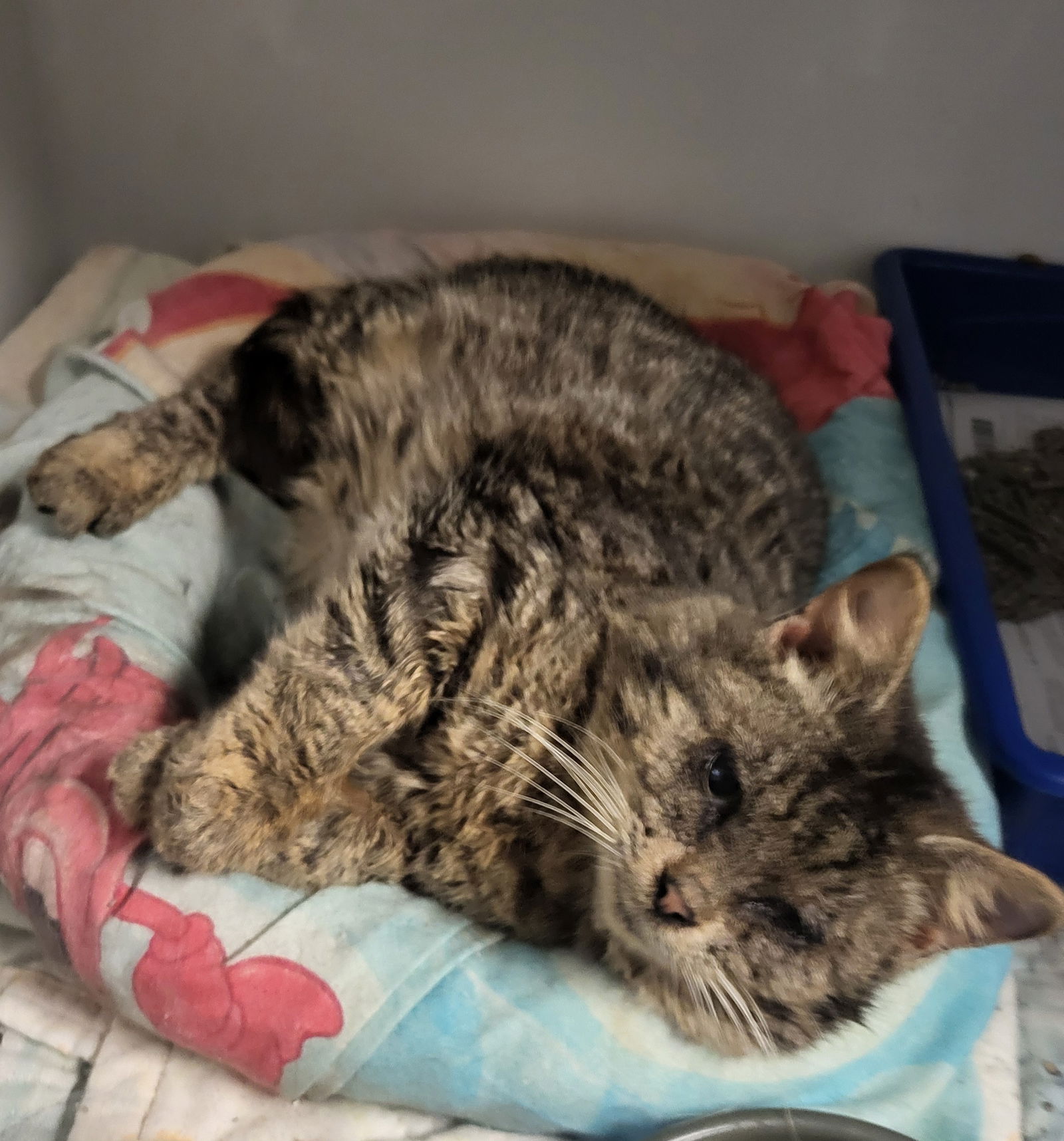 adoptable Cat in Watseka, IL named PeeWee