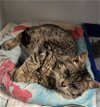 adoptable Cat in watseka, IL named PeeWee