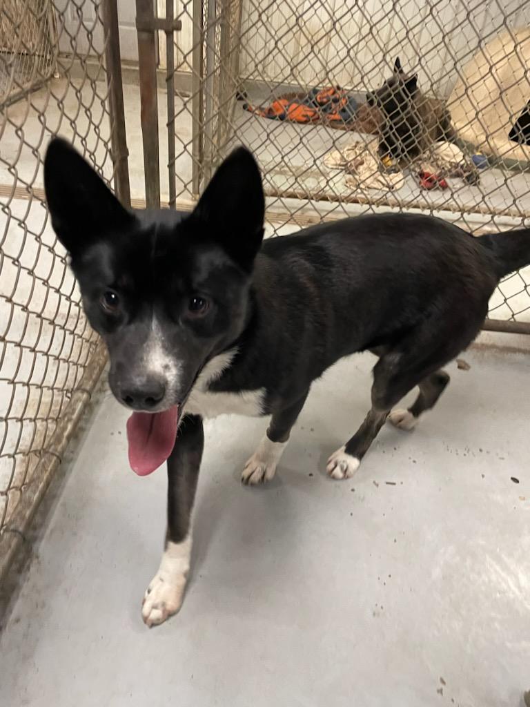 Dog for Adoption - Harding, a Husky in Iroquois County, IL | Alpha Paw