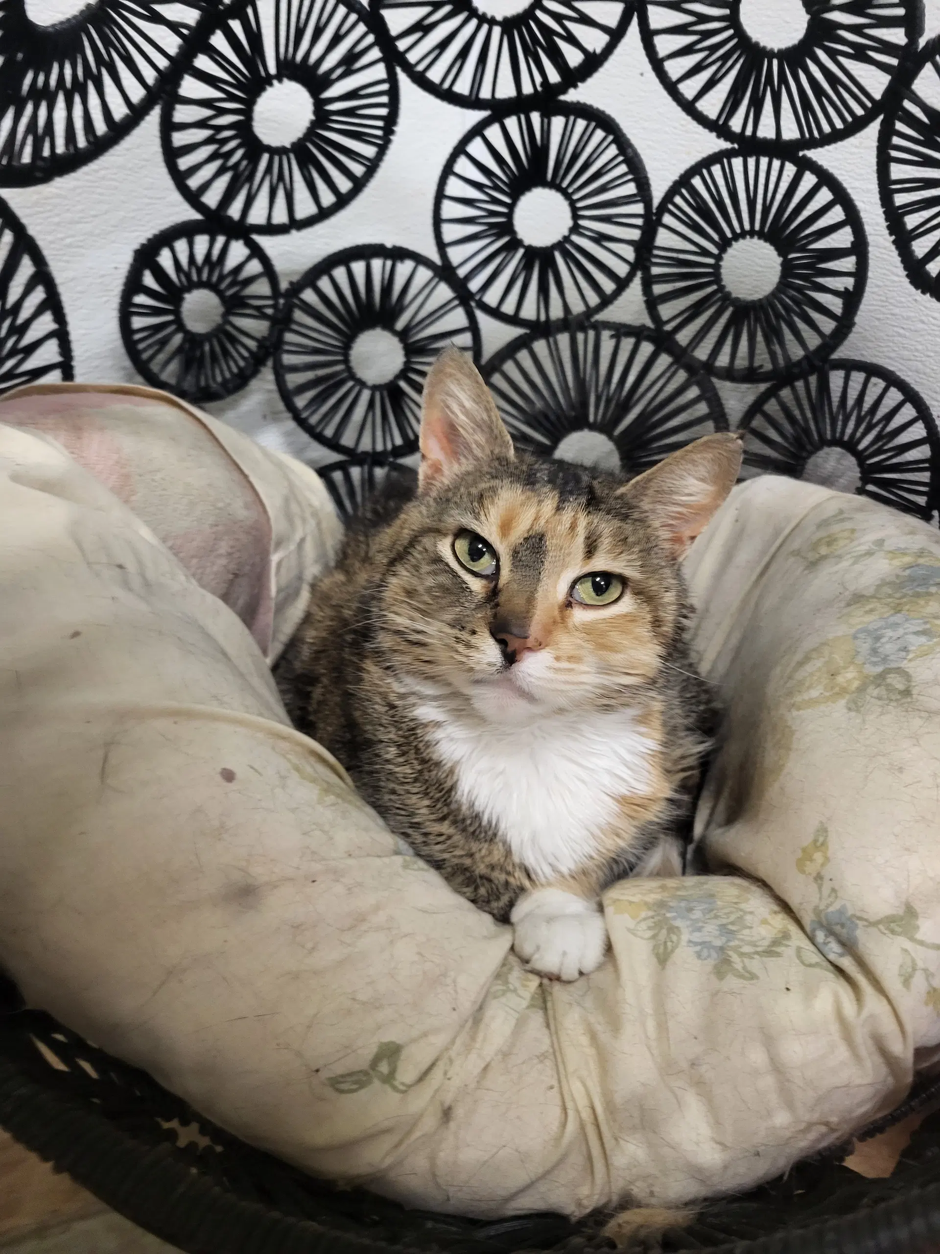 Pepper - Calico