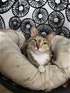 adoptable Cat in watseka, IL named Pepper