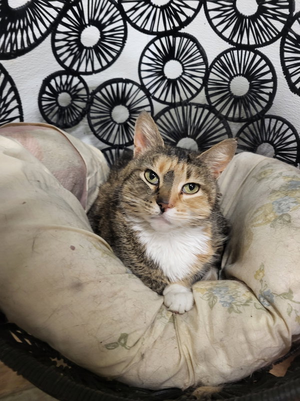 Pepper