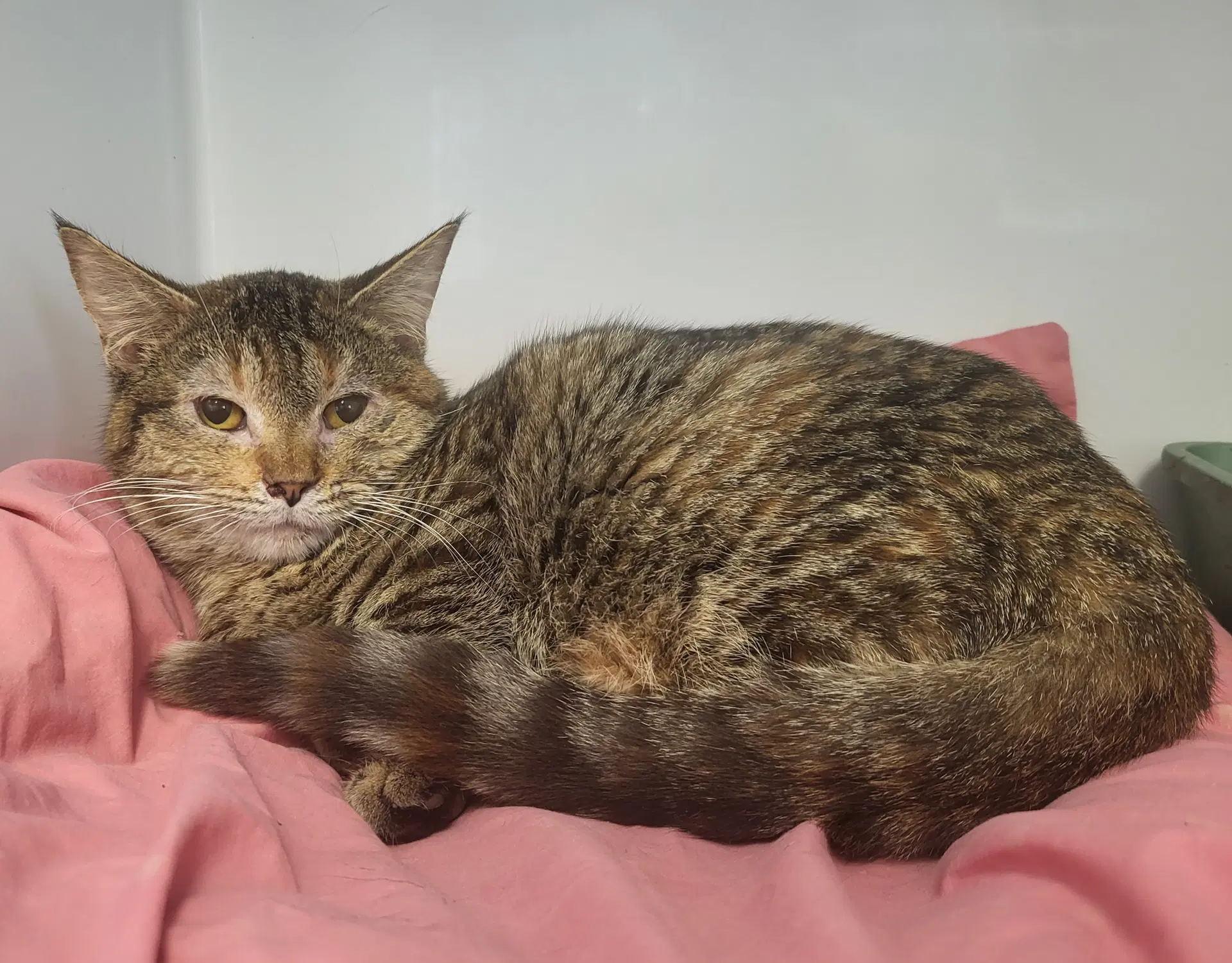 Yvonne - Domestic Short Hair