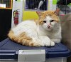 adoptable Cat in watseka, IL named Finnigan