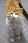 adoptable Cat in  named Jerry