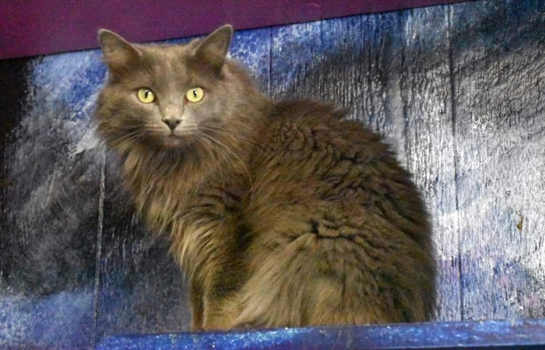 adoptable Cat in Watseka, IL named Dutchess