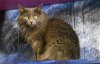adoptable Cat in watseka, IL named Dutchess