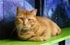 adoptable Cat in watseka, IL named Orange