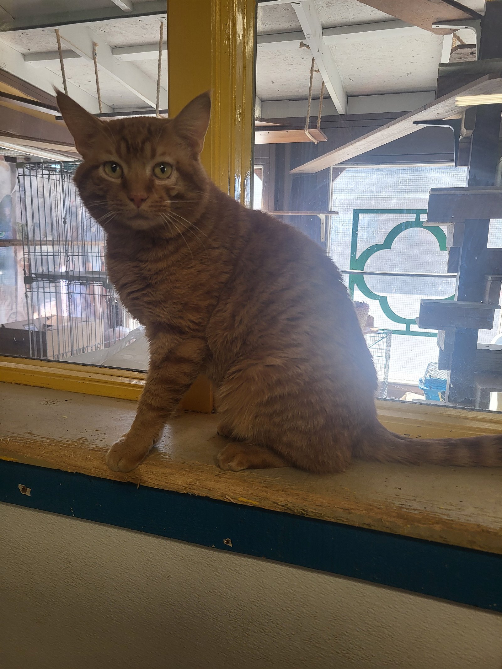 adoptable Cat in Watseka, IL named Doppleganger