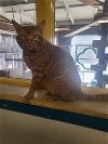 adoptable Cat in watseka, IL named Doppleganger