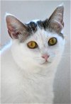 adoptable Cat in watseka, IL named Nevada