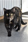 adoptable Cat in watseka, IL named Zara