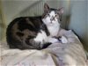 adoptable Cat in watseka, IL named Larry