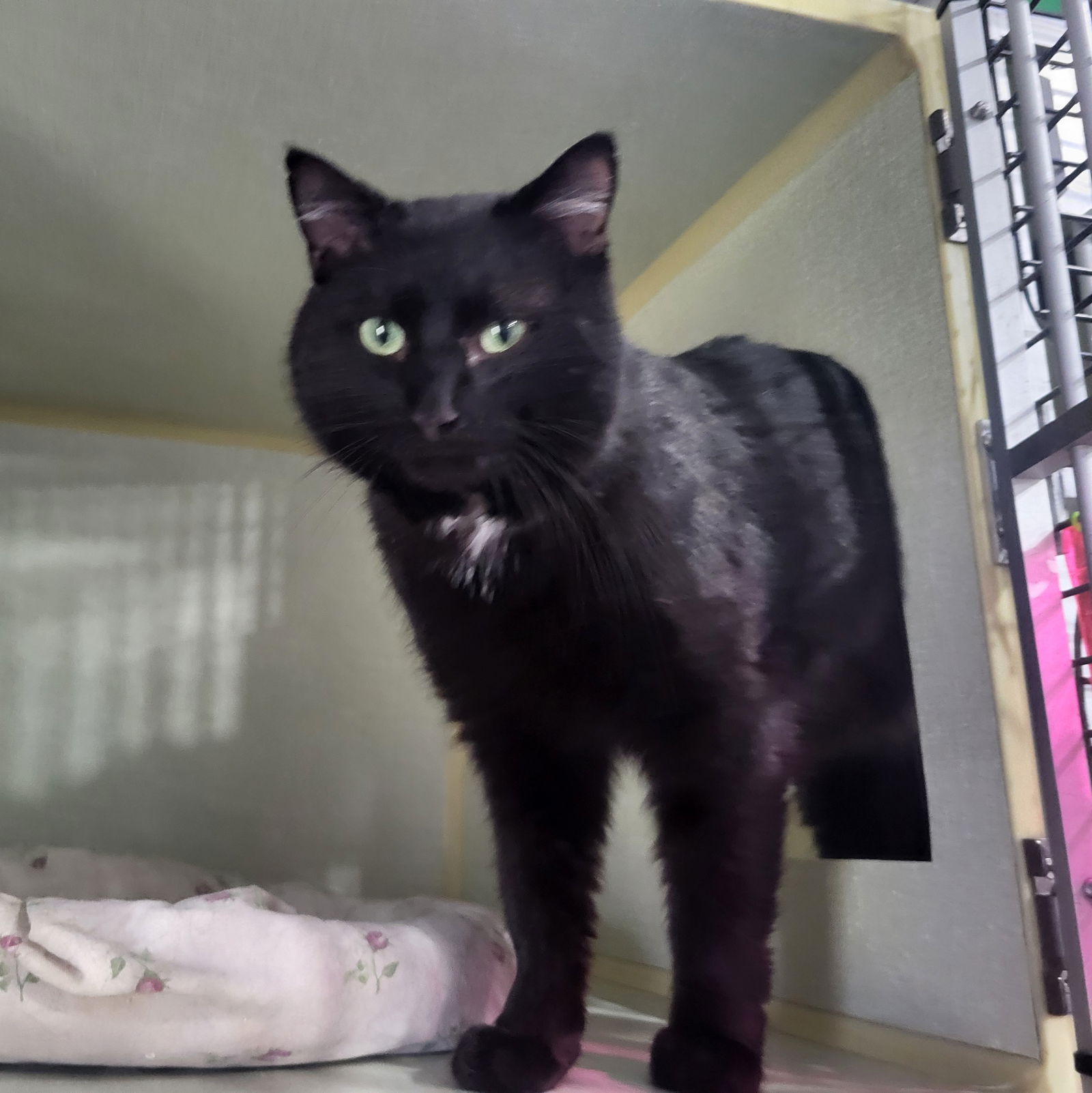 adoptable Cat in Watseka, IL named Mr. Furley