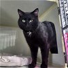 adoptable Cat in watseka, IL named Mr. Furley