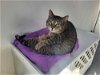 adoptable Cat in watseka, IL named Marshall