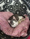 adoptable Cat in watseka, IL named Gemma