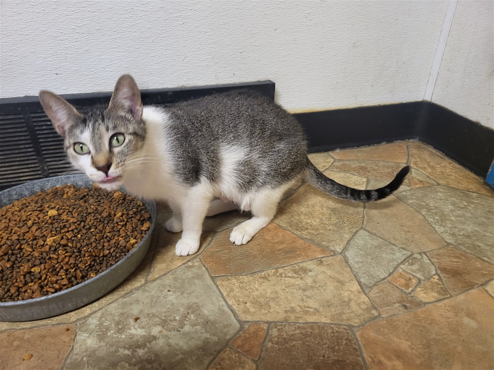 adoptable Cat in Watseka, IL named Gemini