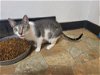adoptable Cat in watseka, IL named Gemini