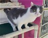 adoptable Cat in watseka, IL named Naomi