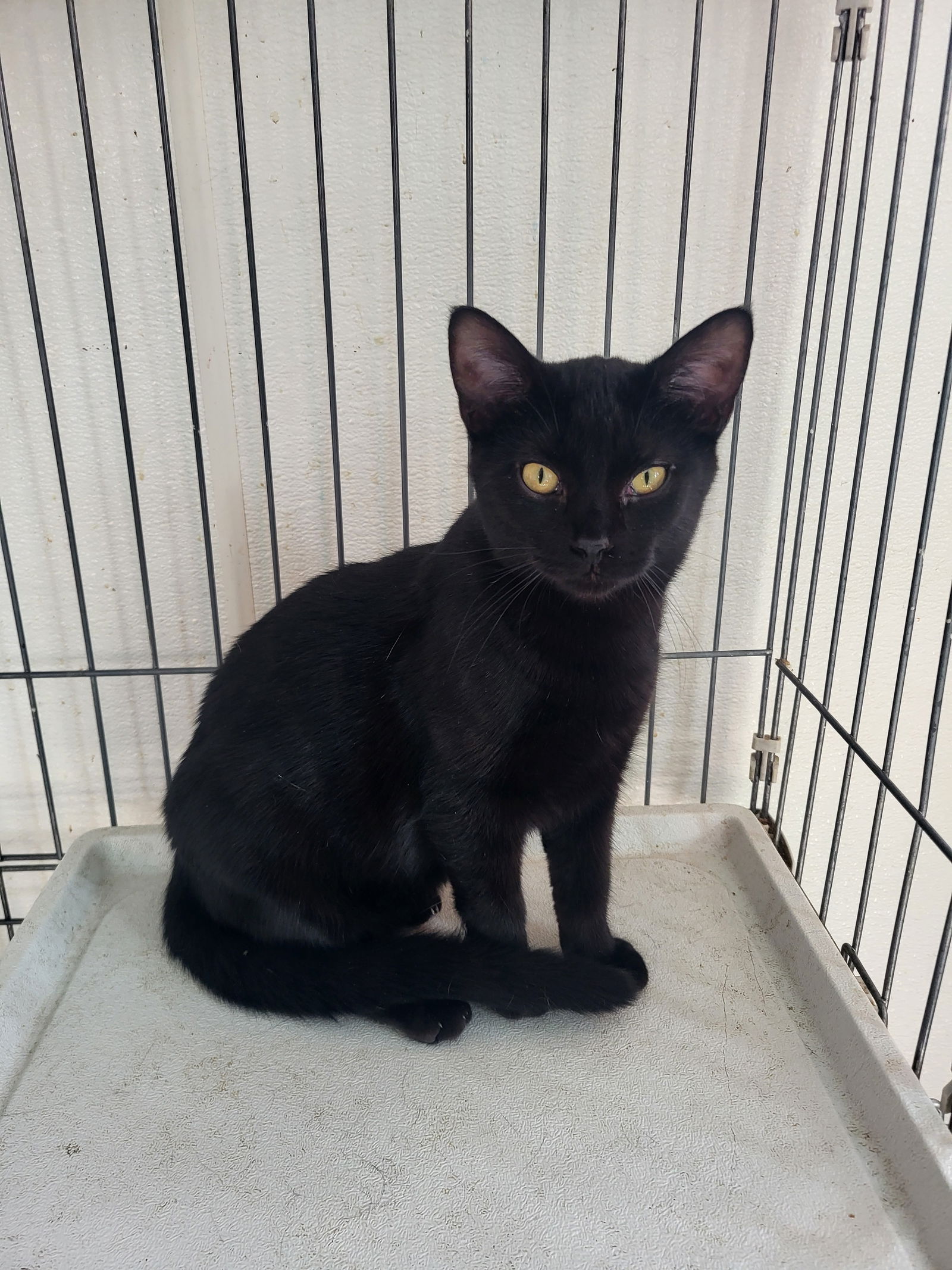 adoptable Cat in Watseka, IL named Inky