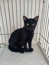 adoptable Cat in , IL named Inky