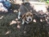 adoptable Dog in watseka, IL named Ernie