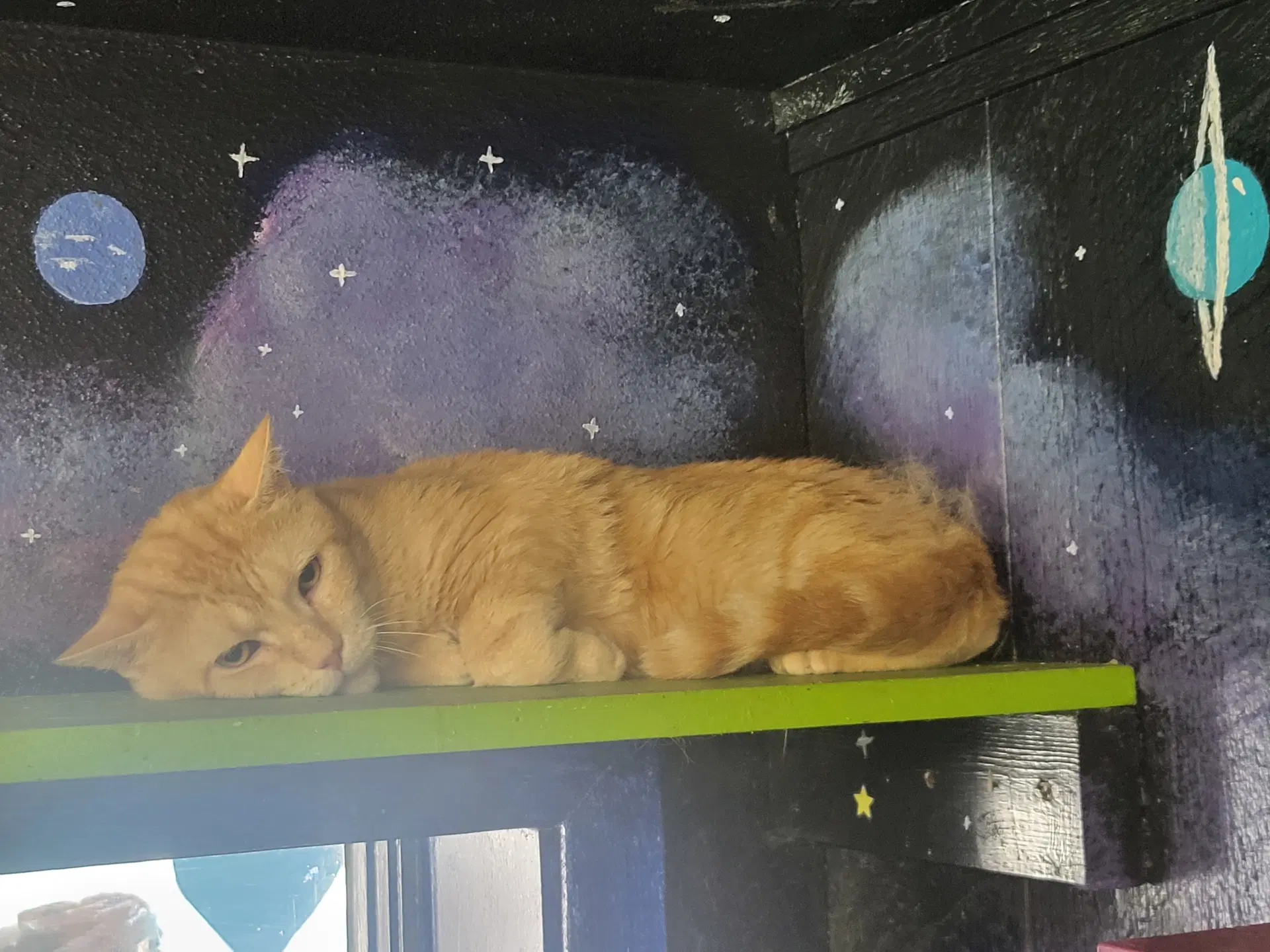 Alf - Domestic Short Hair