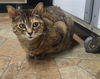 adoptable Cat in Watseka, IL named Haley