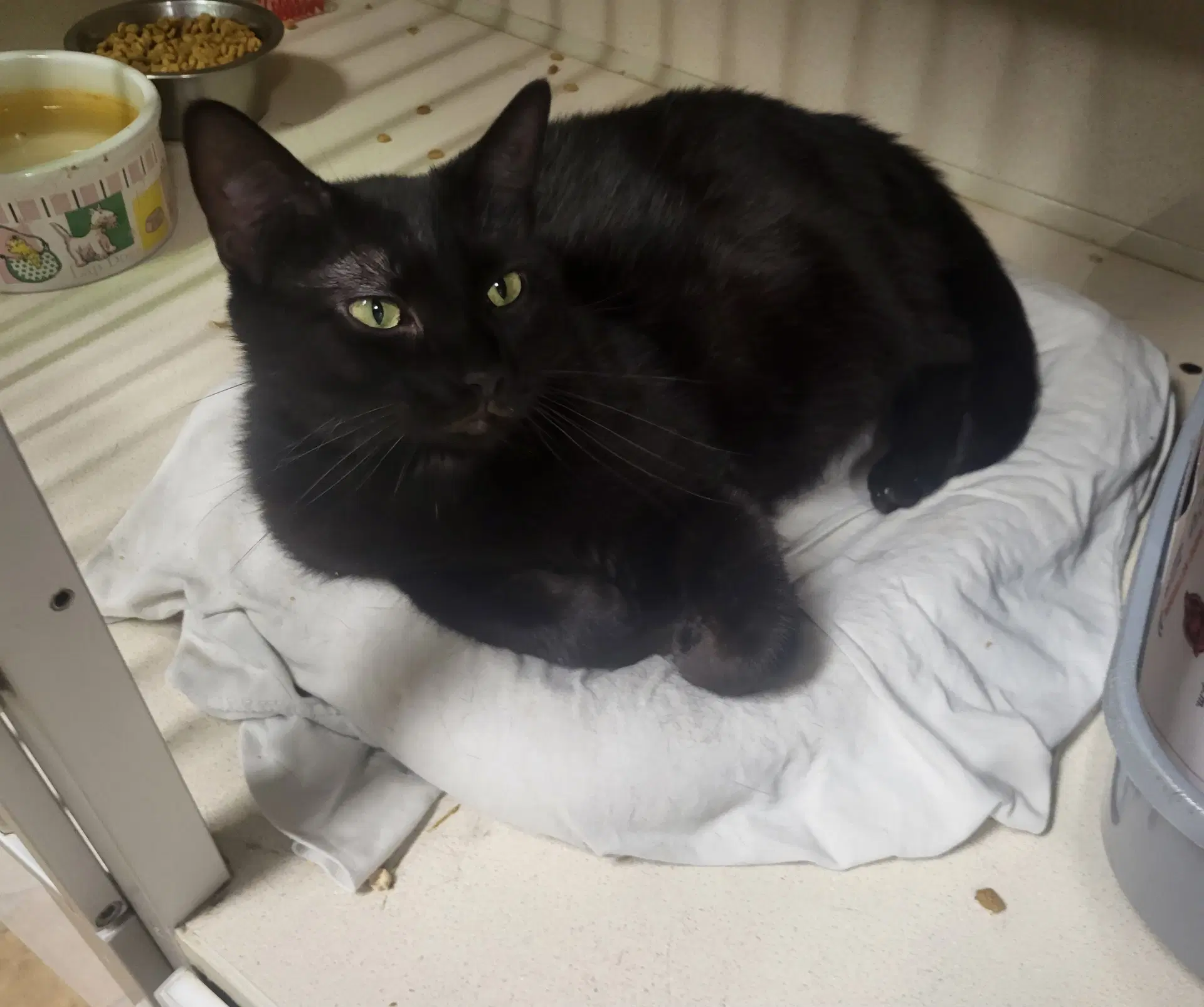 Morticia - Domestic Short Hair
