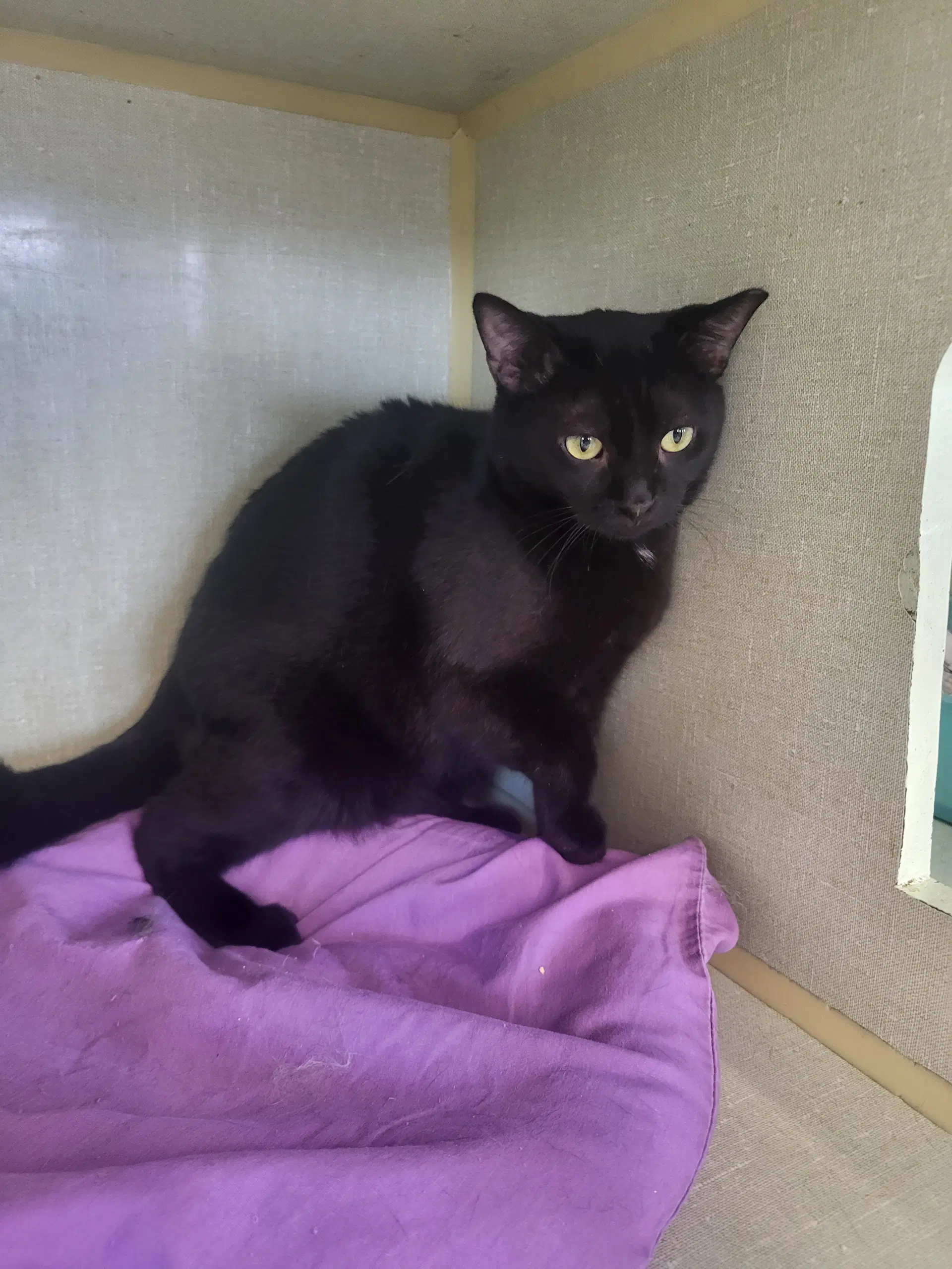Binx - Domestic Short Hair