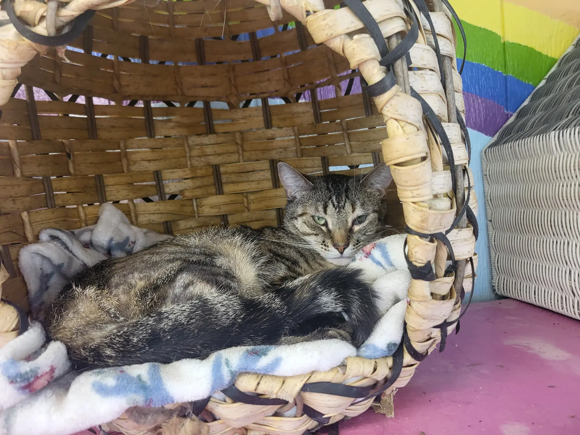 Verbena - Domestic Short Hair