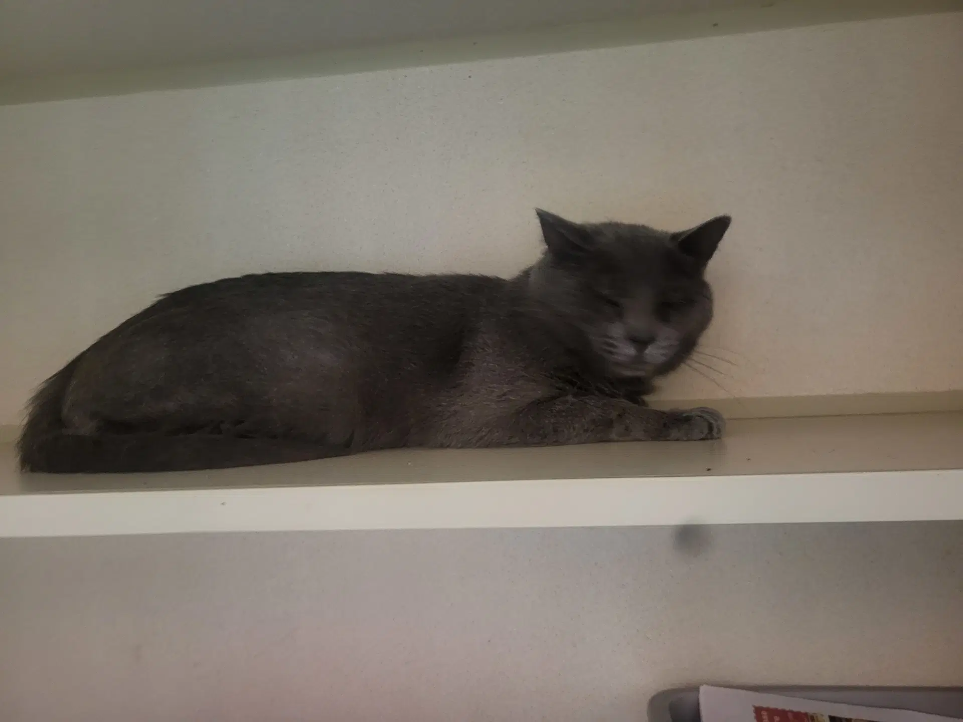 Dusty - Russian Blue