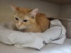 adoptable Cat in Watseka, IL named Dreamsicle