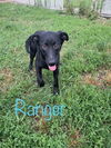 adoptable Dog in Watseka, IL named Ranger