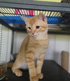 adoptable Cat in Watseka, IL named Simba