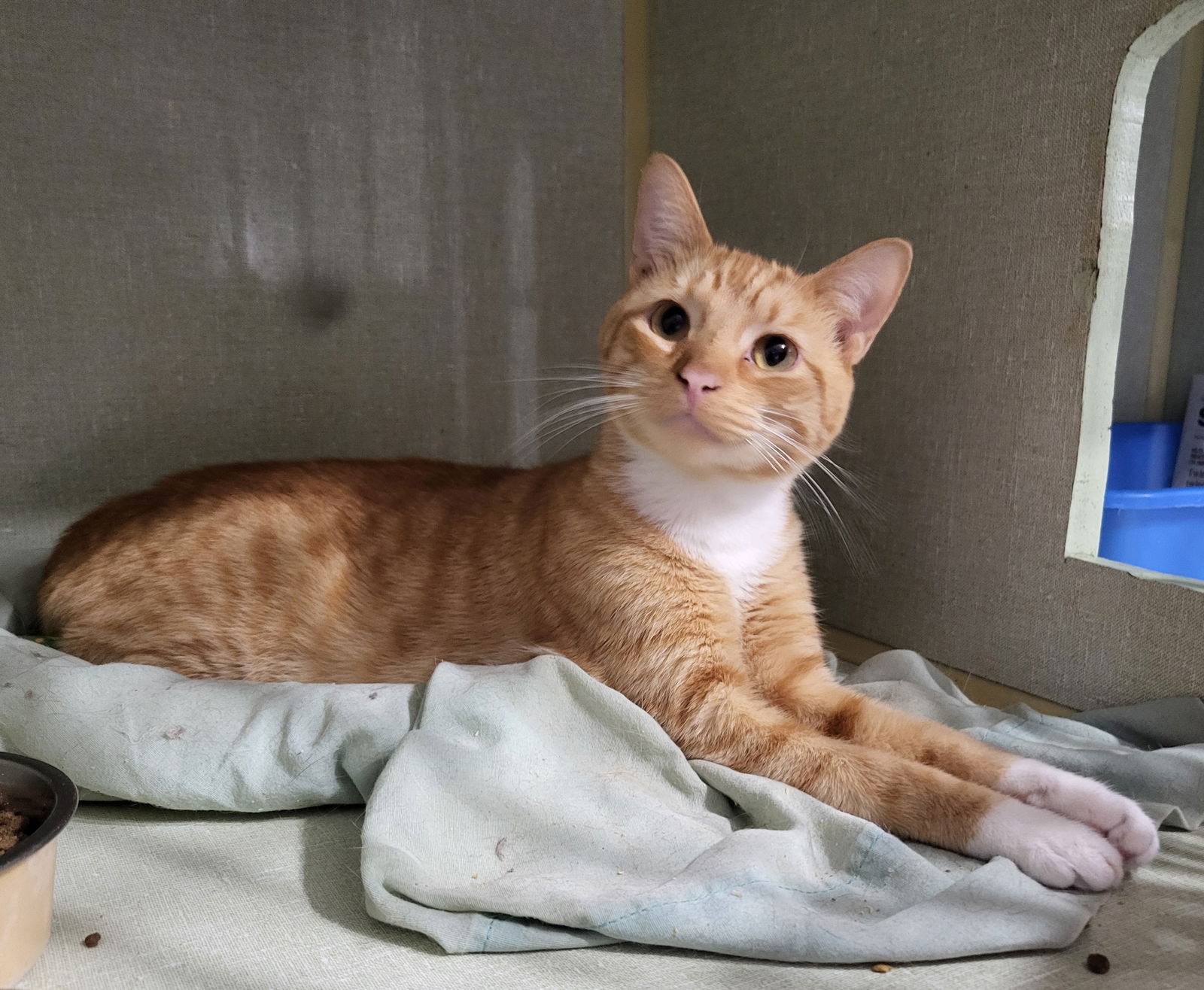 adoptable Cat in Watseka, IL named Sparky