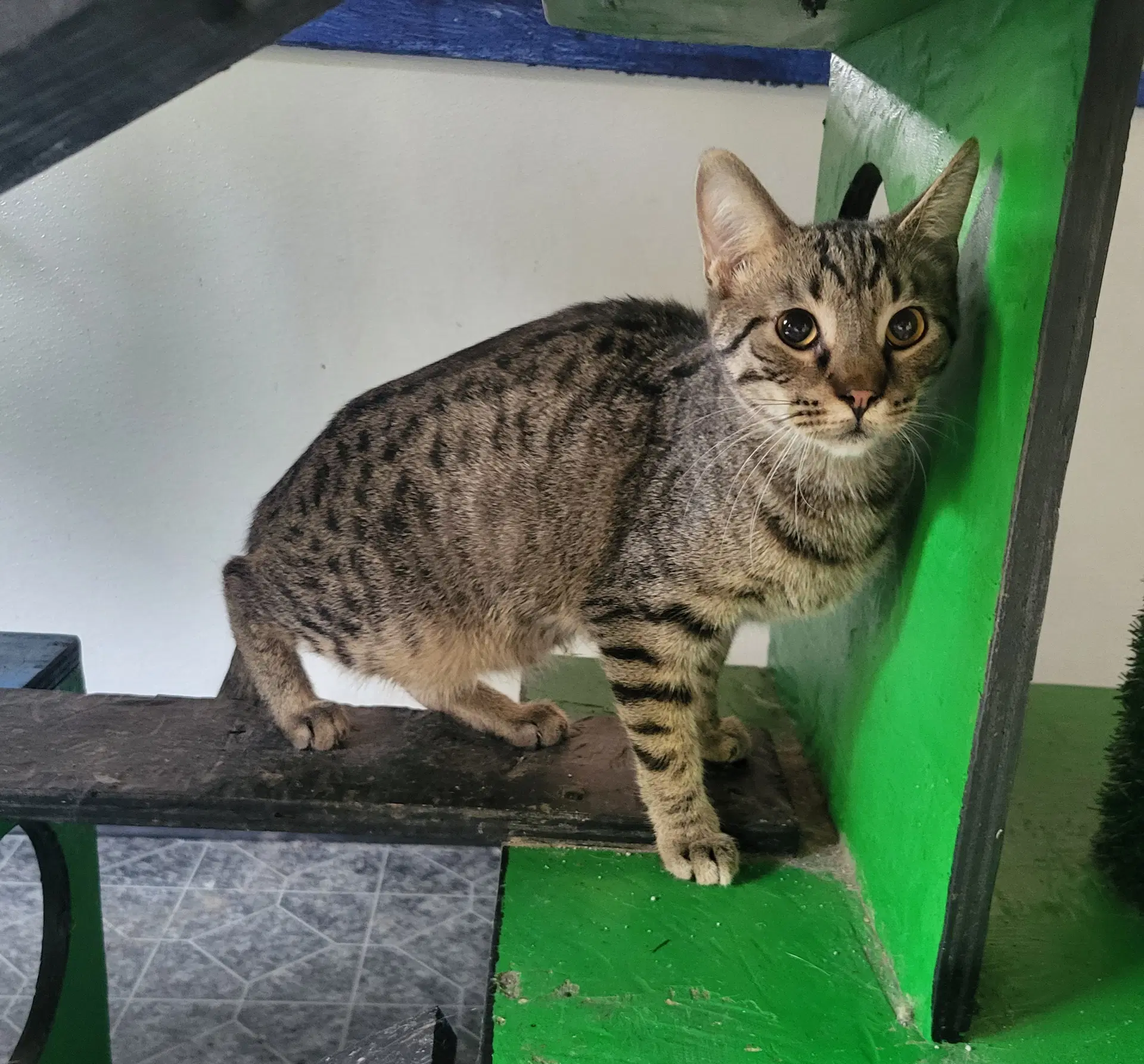 Bruno - Domestic Short Hair