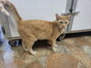 adoptable Cat in Watseka, IL named Dreamsicle