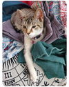 adoptable Cat in watseka, IL named Ruby