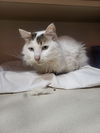 adoptable Cat in , IL named Stokelord